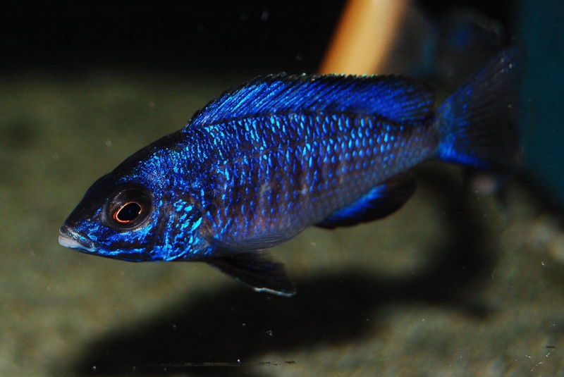 Placidochromis phenochilus 'Mdoka Reef'